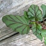 Boerhavia erecta Blad