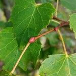 Tilia mongolica Écorce