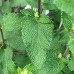 Teucrium scorodonia Blatt