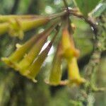 Peddiea africana Blüte