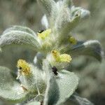 Mercurialis tomentosa Flower