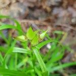 Carex intumescens Fruit