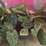 Anthurium clarinervium Yaprak