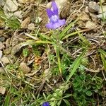 Linaria alpina Хабит