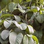 Milicia excelsa Leaf