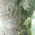Aesculus hippocastanum 树皮