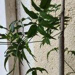 Jasminum polyanthum 叶