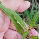 Persicaria decipiens Liść