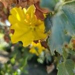 Fremontodendron mexicanum Flower