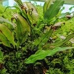 Doryopteris sagittifolia Yeri