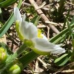 Ranunculus kuepferi Flower