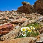 Ranunculus glacialis Žiedas