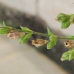 Silene apetala Mbuma