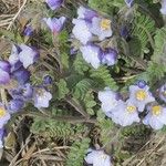 Polemonium borealeKvět