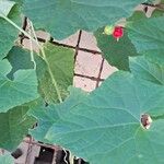 Melothria scabra Leaf