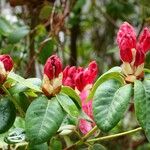 Rhododendron thomsonii Blad