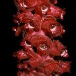 Sarcodes sanguinea Çiçek