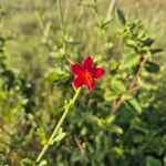 Hibiscus aponeurus Flower