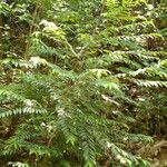 Eurya acuminata Συνήθη χαρακτηριστικά