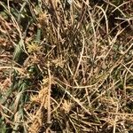 Carex humilis Kvet