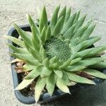 Orostachys spinosa Hábito
