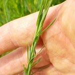 Linum austriacum Foglia