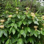 Hedychium ellipticum Habit