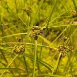 Scirpus atrovirens Fula