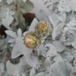 Centaurea ragusina Kvet
