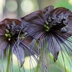 Tacca chantrieri Flower