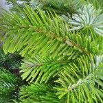 Abies alba Leaf