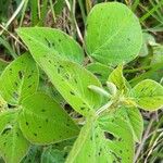 Desmodium intortum Frunză