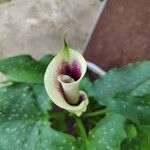 Zantedeschia albomaculata പുഷ്പം