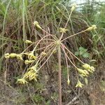 Asclepias amplexicaulis Цветок