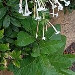 Nicotiana sylvestris Tervik taim