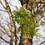 Fraxinus angustifolia Habit