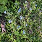 Myosotis arvensis Fleur