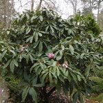 Rhododendron magnificum Hábito