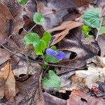 Viola cucullata 花