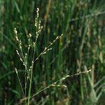 Panicum repens Gyümölcs