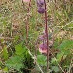 Geum rivale Blad