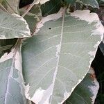 Nicotiana tomentosa Blad