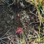 Drosera capillaris অভ্যাস