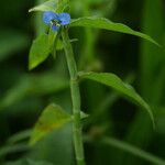 Commelina diffusa Цветок