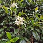 Jasminum officinaleFlower