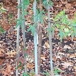 Acer pentaphyllum Bark