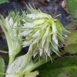 Trifolium retusum ഫലം