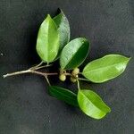 Ficus retusaLeaf