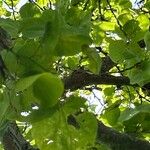 Cercis occidentalis Hostoa