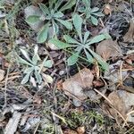 Antennaria parvifolia Листок